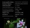 Kingidium deliciosum ( Phalaenopsis deliciosa)