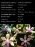 Phalaenopsis honghenensis