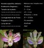 Phalaenopsis minus ( Kingidium minus )